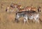Zebra and Eland sharing grasslands