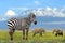 Zebra on elephant and Kilimanjaro background