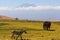Zebra and elephant in the savanna, Mount Kilimanjaro in the background, Tanzania, Africa