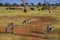 Zebra and elephants on the african savannah