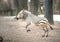 Zebra Equus burchell's running and jumping with snow in the background.