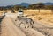 Zebra, Equus quagga, crossing dirt road in savannah with safari vehicles, acacia trees, and African landscape in background