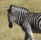 Zebra (Equus quagga) - Khwai River - Botswana