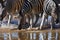 Zebra - Equus quagga - Namibia