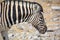 Zebra Etosha National Park