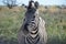 Zebra, Etosha National Park, Namibia