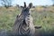 Zebra, Etosha National Park, Namibia