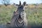 Zebra, Etosha National Park, Namibia