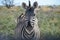 Zebra, Etosha National Park, Namibia