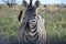 Zebra, Etosha National Park, Namibia