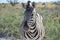 Zebra, Etosha National Park, Namibia