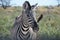 Zebra, Etosha National Park, Namibia