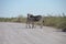 Zebra, Etosha National Park, Namibia