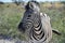 Zebra, Etosha National Park, Namibia