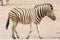 Zebra in Etosha National Park, Namibia