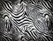 Zebra Fabric Background