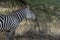 Zebra facing right with open mouth showing pink tongue