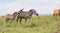 A Zebra family grazes in the savanna in close proximity to other animals