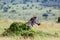 A Zebra family grazes in the savanna in close proximity to other animals