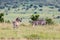 A Zebra family grazes in the savanna in close proximity to other animals