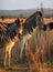 Zebra family portrait