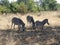 Zebra family Zambia safari Africa nature wildlife