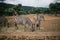 Zebra in Fasano apulia safari zoo Italy