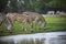 Zebra feeding in green grass field use for safari wildlife theme