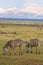 Zebra feeding with mountain in background