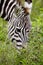 A zebra feeding in Nakuru National Park in Kenya