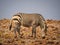 Zebra feeding in rocky surroundings during afternoon light, Palmwag Concession, Namibia, Africa