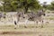 Zebra, females with foals