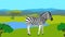 Zebra in the field with green grass, horizontal