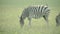 Zebra in the field. Slow motion