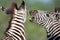 Zebra fighting playfully