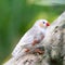 Zebra finch