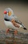 Zebra Finch