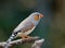 Zebra finch