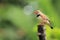 zebra finch pictures