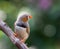 Zebra Finch