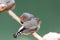 Zebra Finch Couple Sleeping