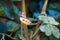 Zebra finch couple (Taeniopygia guttata) sitting on a branch