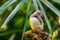 Zebra finch Exotic birds and animals in wildlife in natural setting