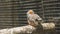 Zebra finch is the most common estrildid finch of Central Australia and ranges over most of the continent, avoiding only the c