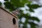 Zebra finch pair on a bird house