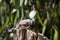 the zebra finch is a small colorful bird with an orange cheek and beak