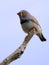 Zebra Finch (Taeniopygia Guttata)