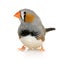 Zebra Finch - Taeniopygia guttata