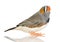 Zebra Finch - Taeniopygia guttata