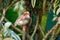 Zebra finch (Taeniopygia guttata)